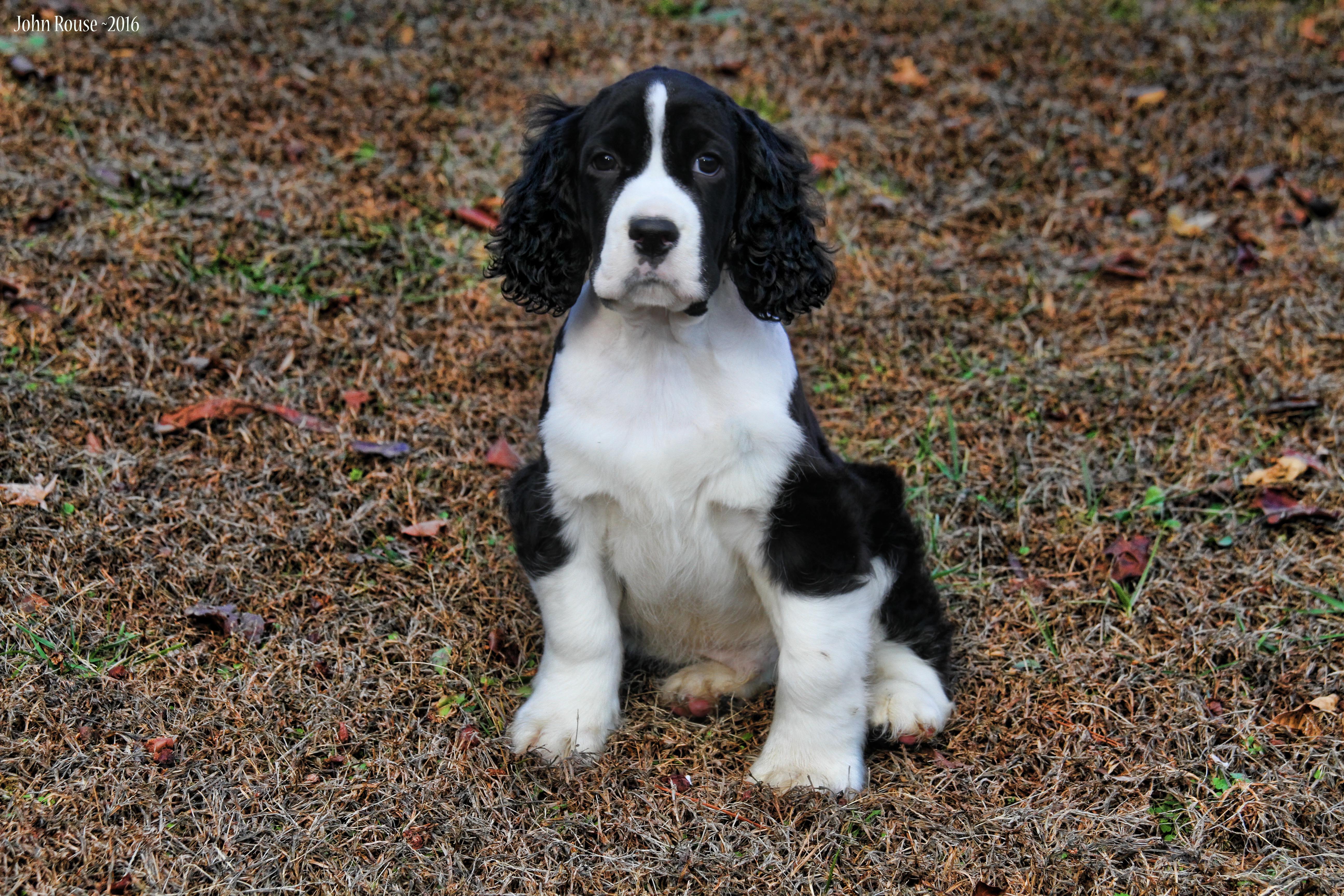 appalachian springer spaniels